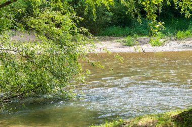 Güneşli bir günde nehir kıyısında büyüyen orman manzarası