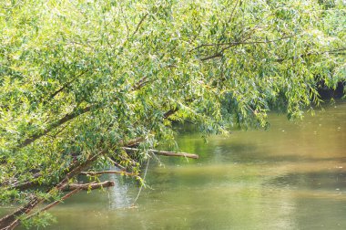 Güneşli bir günde nehir kıyısında büyüyen orman manzarası