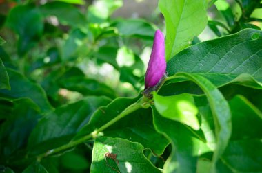 Güneşli yaz gününde bahçede büyüyen güzel, parlak çiçek. 