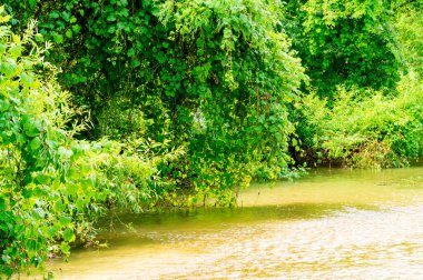 Güneşli bir günde nehir kıyısında büyüyen orman manzarası
