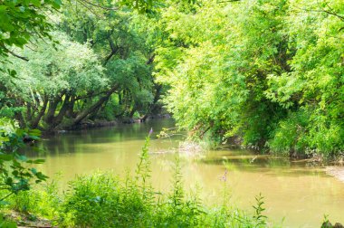 Güneşli bir günde nehir kıyısında büyüyen orman manzarası