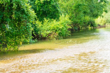 Güneşli bir günde nehir kıyısında büyüyen orman manzarası