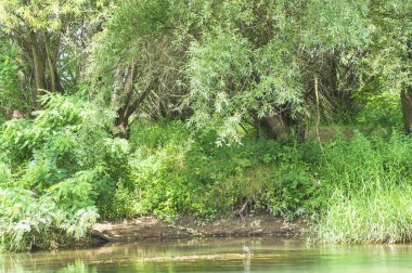 Güneşli bir günde nehir kıyısında büyüyen orman manzarası