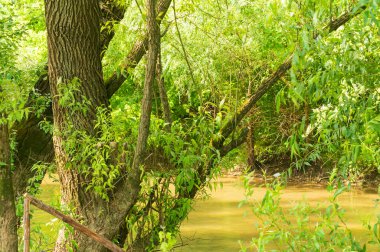 Güneşli bir günde nehir kıyısında büyüyen orman manzarası