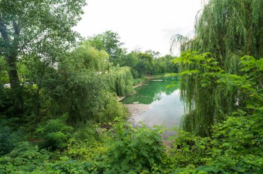 Güneşli bir günde nehir kıyısında büyüyen orman manzarası