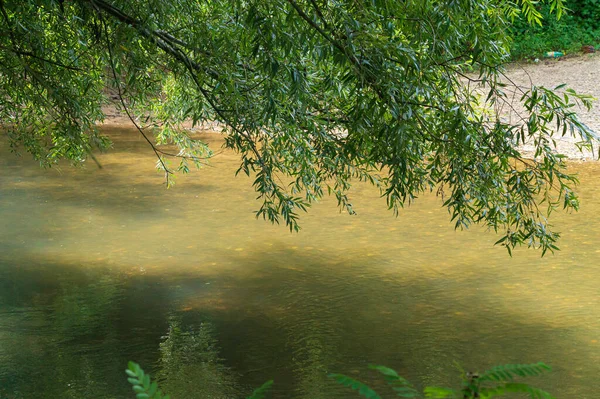 Picturesque View Forest Growing Shore River Sunny Day — Stock Photo, Image