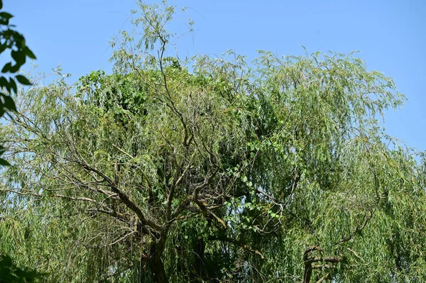 Árboles Con Ramas Exuberantes Sobre Fondo Cielo Azul Primer Plano — Foto de Stock