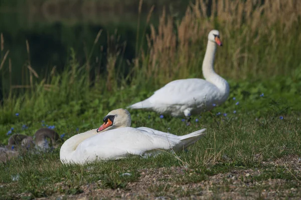 Beaux Cygnes Mignons Avec Des Oursons Sur Rivage Jour Été — Photo