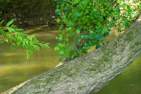 Vue Pittoresque Sur Forêt Poussant Sur Rive Rivière Par Temps — Photo