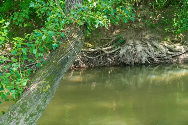 Vue Pittoresque Sur Forêt Poussant Sur Rive Rivière Par Temps — Photo