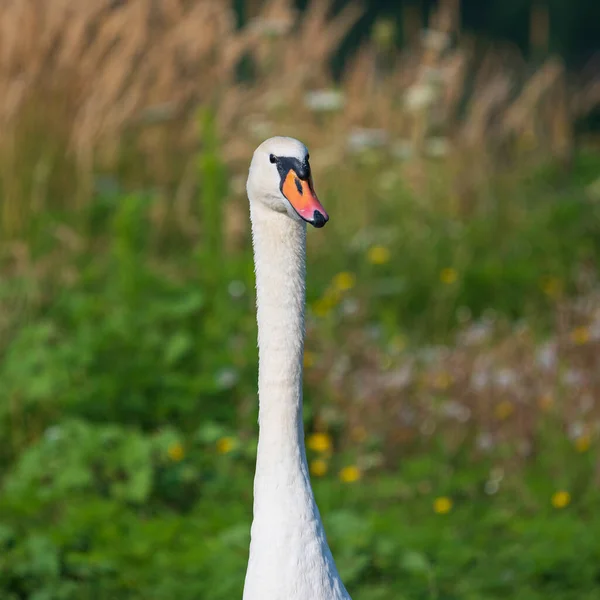 Beautiful Cute Swan Shore Summer Day — Stock Photo, Image