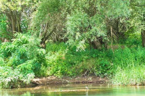 Güneşli bir günde nehir kıyısında büyüyen orman manzarası