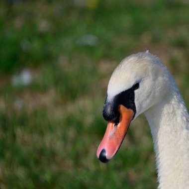 Yaz günü sahilde güzel şirin bir kuğu 