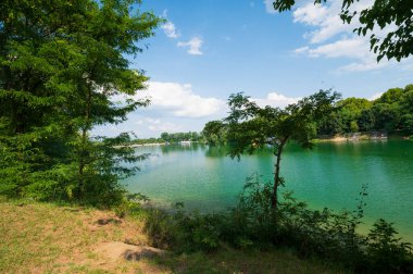 Güneşli bir günde nehir kıyısında büyüyen orman manzarası