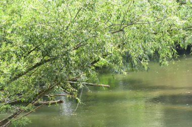 Güneşli bir günde nehir kıyısında büyüyen orman manzarası