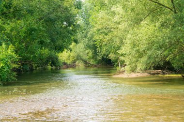 Güneşli bir günde nehir kıyısında büyüyen orman manzarası