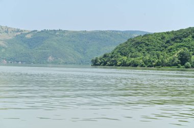 Güneşli bir günde nehir kıyısında büyüyen orman manzarası
