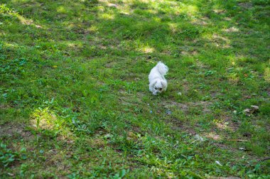 Tatlı köpek yaz günü dışarıda eğleniyor.
