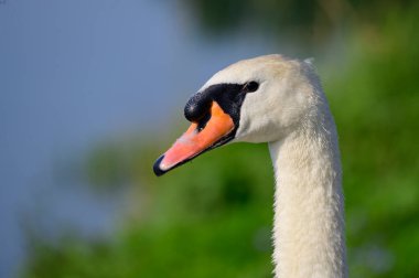 Yaz günü sahilde güzel şirin bir kuğu 