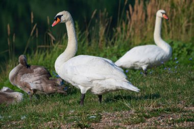 Yaz günü kıyıda yavrularıyla güzel şirin kuğular. 
