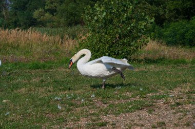 Yaz günü sahilde güzel şirin bir kuğu 