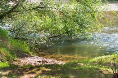 Güneşli bir günde nehir kıyısında büyüyen orman manzarası