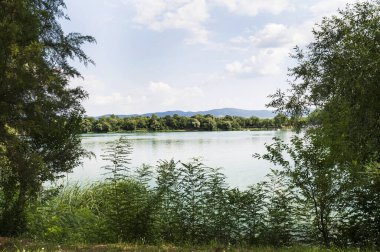 Güneşli bir günde nehir kıyısında büyüyen orman manzarası