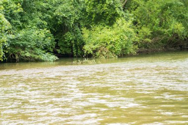 Güneşli bir günde nehir kıyısında büyüyen orman manzarası