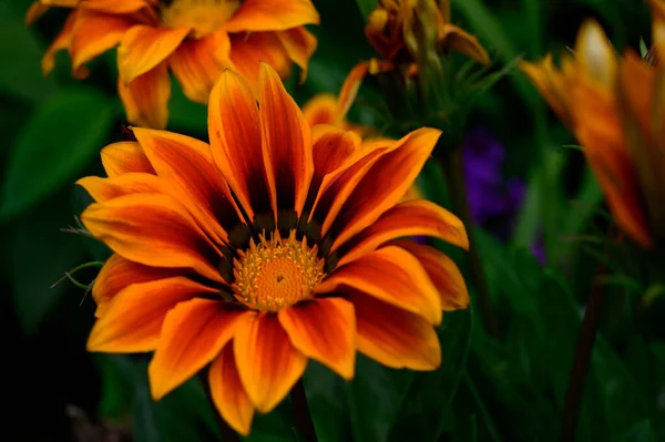 Hermosas Flores Brillantes Que Crecen Jardín Verano Día Soleado — Foto de Stock