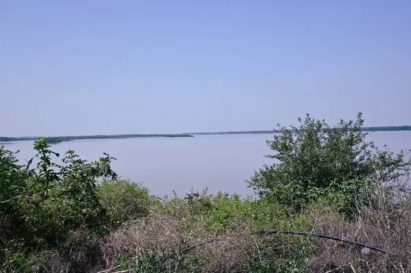 Vista Pittoresca Della Foresta Che Cresce Sulla Riva Del Fiume — Foto Stock