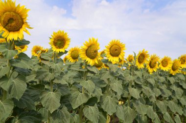 Açık havada yetişen güzel ayçiçekleri, yaz konsepti, yakın manzara  