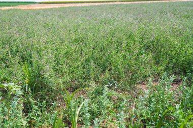 Kırsal alanda yeşil alan