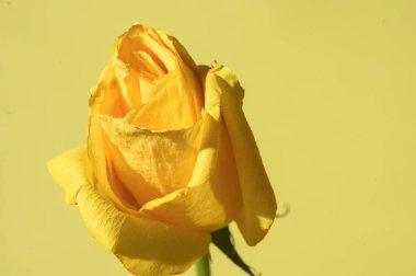 Sarı arka planda güzel bir gül.