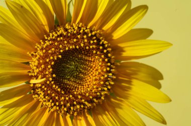 Sarı arkaplanda ayçiçeğinin yakın plan fotoğrafı.