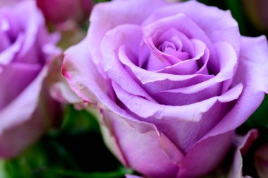 Bahçedeki güzel, yumuşak güller, yakın.