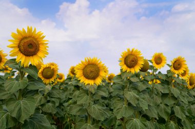 Açık havada yetişen güzel ayçiçekleri, yaz konsepti, yakın manzara  