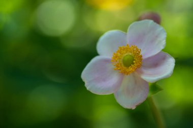 Güneşli yaz gününde bahçede büyüyen güzel, parlak çiçek.