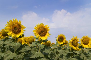 Açık havada yetişen güzel ayçiçekleri, yaz konsepti, yakın manzara  