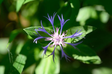 Güneşli yaz gününde bahçede büyüyen güzel, parlak çiçek.