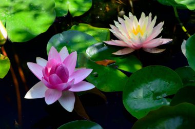 Göldeki güzel nilüferler