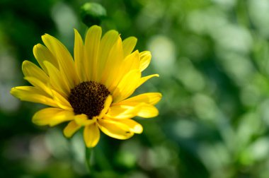 Güneşli yaz gününde bahçede büyüyen güzel, parlak çiçek.