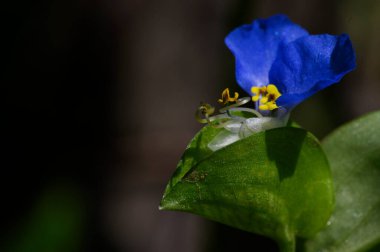 Güneşli yaz gününde bahçede büyüyen güzel, parlak çiçek.