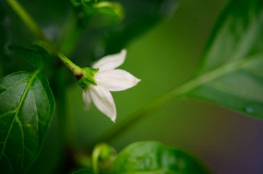 Güneşli yaz gününde bahçede büyüyen güzel, parlak çiçek.