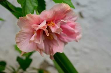 Güneşli yaz gününde bahçede büyüyen güzel, parlak çiçek.