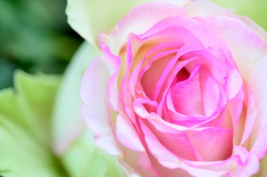 Bahçedeki güzel, yumuşak güller, yakın.