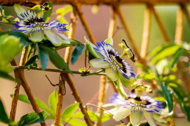 Güneşli yaz gününde bahçede büyüyen güzel, parlak çiçekler.