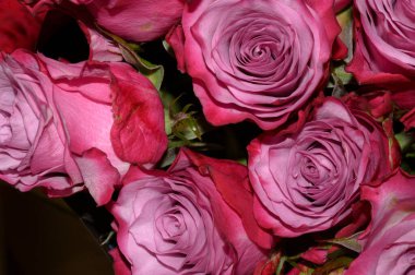 Güzel narin güller. yakın çekim görünümü