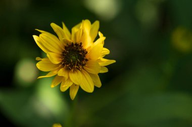 Güneşli yaz gününde bahçede büyüyen güzel, parlak çiçek.