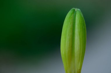 Bulanık arka planda güzel zambak tomurcuğu, yaz konsepti, yakın görüş  
