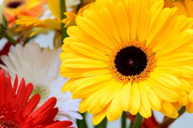 Bahçedeki güzel Gerbera çiçekleri